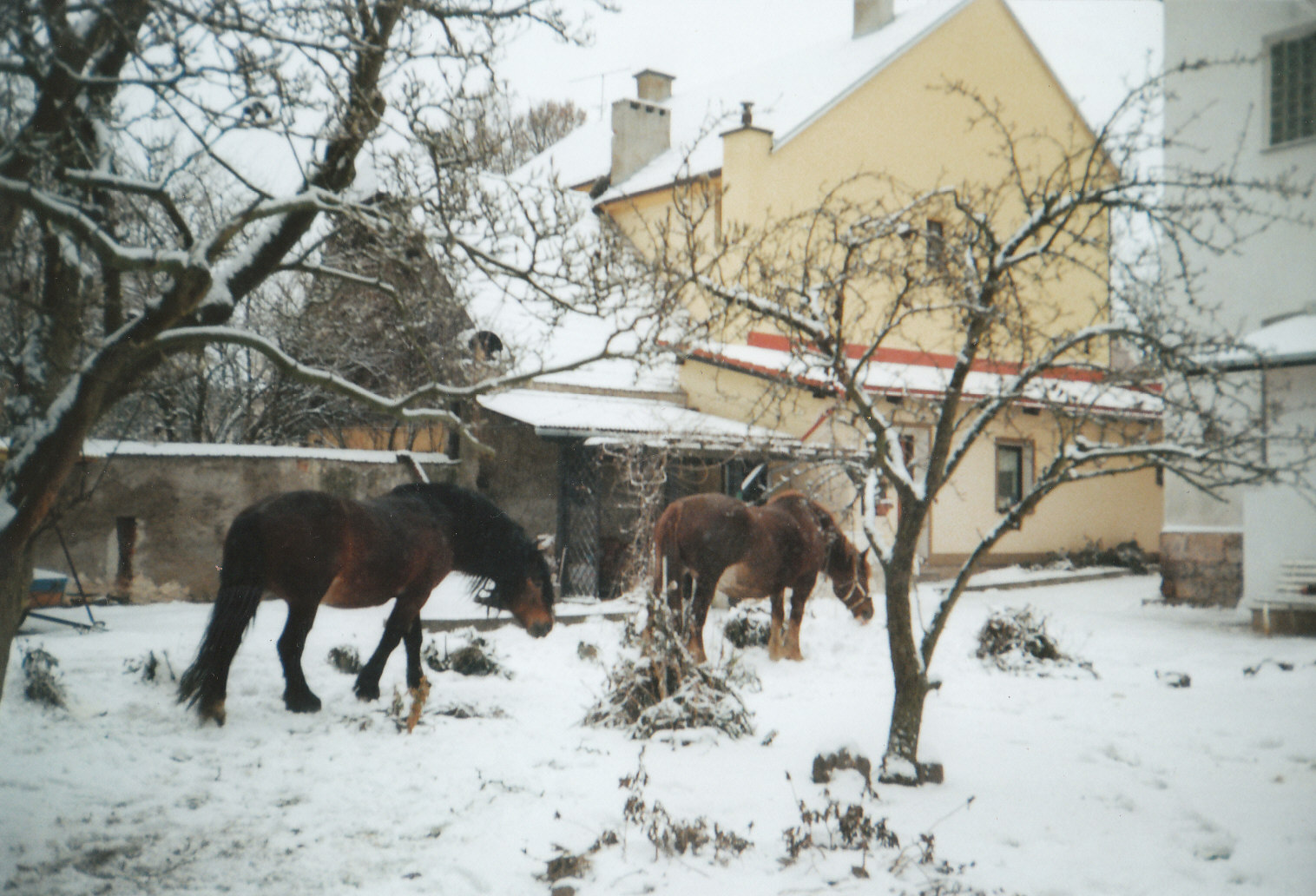 boris a jiskra na zahrade