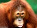 Being_Coy_Sumartran_Orangutan.jpg